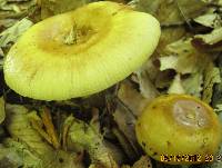 Russula grata image