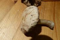 Boletus pallidus image