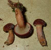 Phylloporopsis boletinoides image