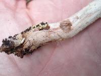 Amanita flavorubens image