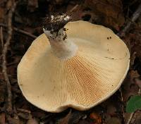 Lactarius psammicola image