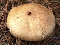 Phylloporopsis boletinoides image