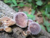 Panus lecomtei image