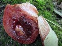 Fistulina hepatica image
