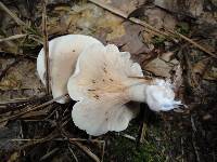 Clitopilus prunulus image