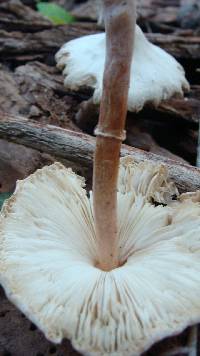 Thumbnail image of current specimen