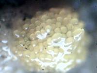 Sphaerosporium lignatile image