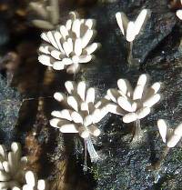 Arcyria cinerea (d3) image