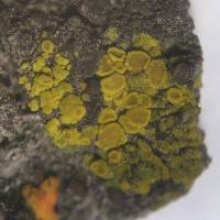 Candelariella antennaria image