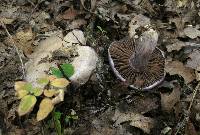 Cortinarius alboviolaceus image