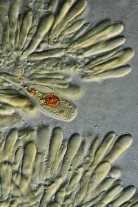 Hymenopellis furfuracea image