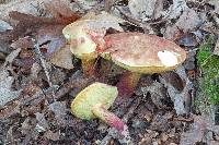 Boletochaete bicolor image