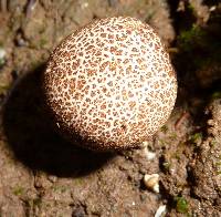 Scleroderma areolatum image