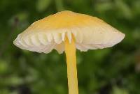 Mycena crocea image