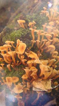 Xeromphalina kauffmanii image