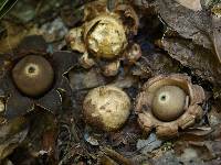 Geastrum triplex image