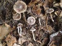 Cortinarius flexipes image