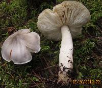 Tricholoma virgatum image