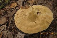 Onnia tomentosa image
