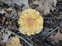 Tricholoma aurantium image