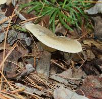 Ampulloclitocybe clavipes image