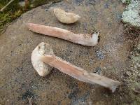 Leccinum holopus image