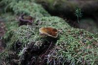 Onnia tomentosa image