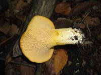 Cantharellus phasmatis image
