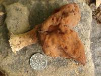 Gyromitra infula image
