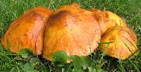 Suillus grevillei image