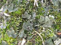 Peltigera lepidophora image