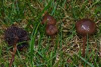 Panaeolina castaneifolia image