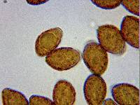 Panaeolina castaneifolia image