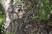 Gyroporus castaneus image