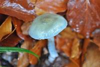 Stropharia aeruginosa image