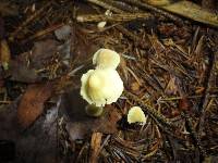 Mycena crocea image
