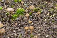 Psilocybe stuntzii image