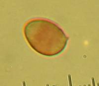 Paxillus involutus image