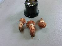 Tricholoma vaccinum image