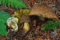Boletus coniferarum image