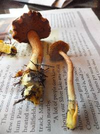 Chalciporus piperatus image