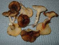 Hygrophorus boyeri image