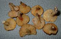 Hygrophorus boyeri image