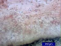 Thumbnail image of current specimen