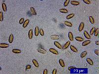 Thumbnail image of current specimen