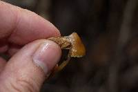 Psilocybe pelliculosa image