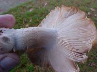 Russula brunneola image