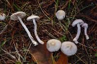 Inocybe lilacina image