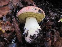 Boletus regius image