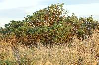 Entoloma sericeum image